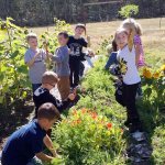 First-graders pick carrots at Crescent School in Joyce. The school earned a $4,000 grant for its work on a garden. Blue Heron School in Port Townsend also received a grant.