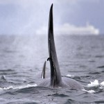 In this file photo taken Jan. 18, 2014, a satellite-linked transmitter is visible on the dorsal fin of L87, an orca from the southern resident group of killer whales, while swimming in Puget Sound west of Seattle. (Elaine Thompson/The Associated Press)