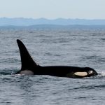 In this Feb. 23, 2016, file photo provided by NOAA Northwest Fisheries Science Center, an orca whale known as L95 swims in the Pacific Ocean near La Push shortly before being fitted with a satellite tag. (NOAA Northwest Fisheries Science Center via AP)