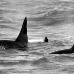 NOAA Northwest Fisheries Science Center via AP                                In this Feb. 27 file photo provided by NOAA Northwest Fisheries Science Center, an orca whale known as L95, right, swims with other whales from the L and K pods in the Pacific Ocean near the mouth of the Columbia River near Ilwaco days after being fitted with a satellite tag.