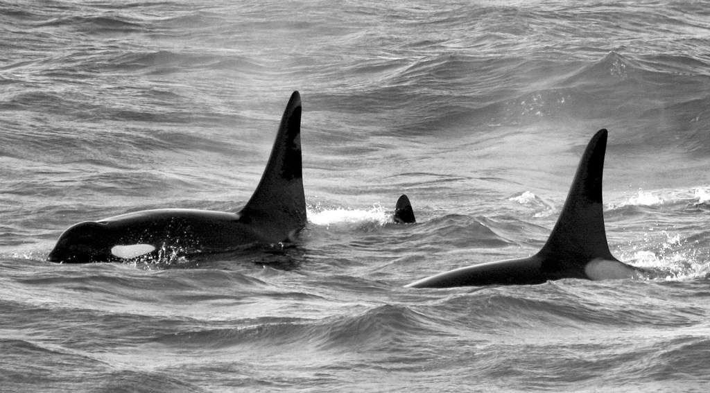 NOAA Northwest Fisheries Science Center via AP                                In this Feb. 27 file photo provided by NOAA Northwest Fisheries Science Center, an orca whale known as L95, right, swims with other whales from the L and K pods in the Pacific Ocean near the mouth of the Columbia River near Ilwaco days after being fitted with a satellite tag.
