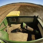 Farmer Sam McCullough uses his combine to harvest quinoa near Sequim. Quinoa, a trendy South American grain, barely has a foothold in American agriculture, but a handful of farmers and university researchers are working toward changing that. (Ted S. Warren/The Associated Press)