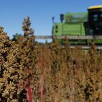 Farmer Sam McCullough uses his combine to harvest quinoa near Sequim. Quinoa, a trendy South American grain, barely has a foothold in American agriculture, but a handful of farmers and university researchers are working toward changing that. (Ted S. Warren/The Associated Press)
