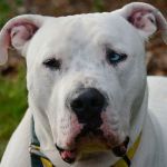 Deaf Wonder Dog ‘listens’ with his eyes in Port Angeles