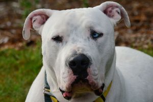 Deaf Wonder Dog ‘listens’ with his eyes in Port Angeles