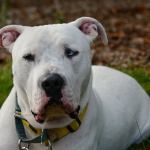 Otolith, a deaf one-year-old Dogo Argentino at the Olympic Peninsula Humane Society, is being trained to understand hand signals. (Jesse Major/Peninsula Daily News)