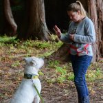 Ann Jorgensen, an animal behaviorist with Olympic Peninsula Humane Society, gives Otolith, a deaf Dogo Argentino, an &ldquo;OK&rdquo; sign with her hand to give him praise. (Jesse Major/Peninsula Daily News)