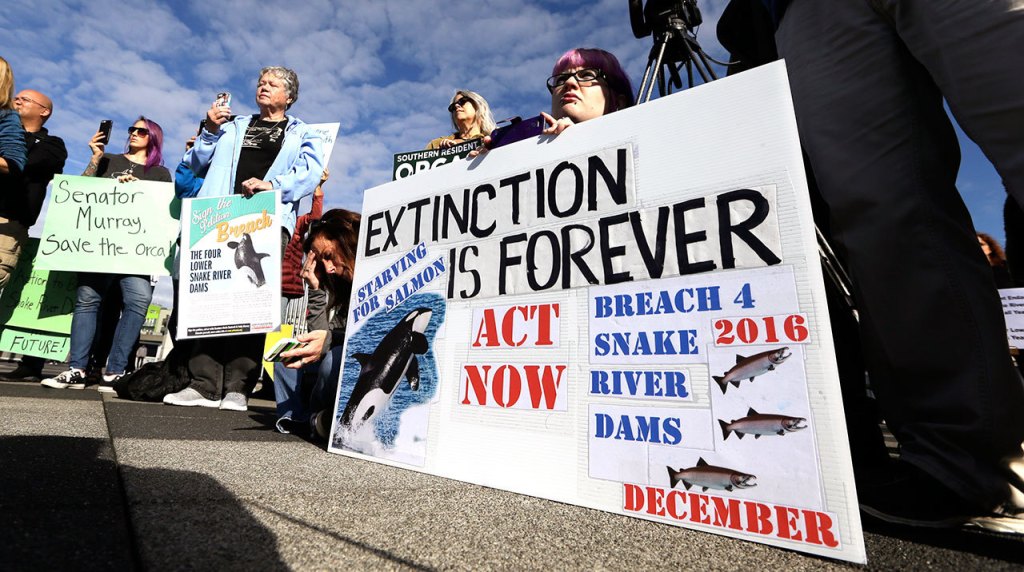 Activists hold signs supporting orca whales at the back of a news conference Friday in Seattle about the declining population of endangered orcas that frequent Washington state waters. (Elaine Thompson/The Associated Press)