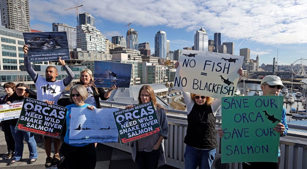 Activists hold signs supporting orca whales at the back of a news conference Friday in Seattle about the declining population of endangered orcas that frequent Washington state waters. (Elaine Thompson/The Associated Press)
