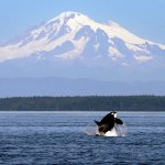 An orca whale breaches in view of Mount Baker, some 60 miles distant, in the Salish Sea in the San Juan Islands, in July 2015. (Elaine Thompson/The Associated Press)