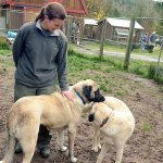 Center Valley Animal Rescue Director Sara Penhallegon visits some of the older rescued Anatolian shepherds that are now up for adoption. (Cydney McFarland/Peninsula Daily News)