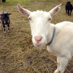 Goats rescued from Gardiner in June have made a full recovery and are looking for a good home. (Cydney McFarland/Peninsula Daily News)