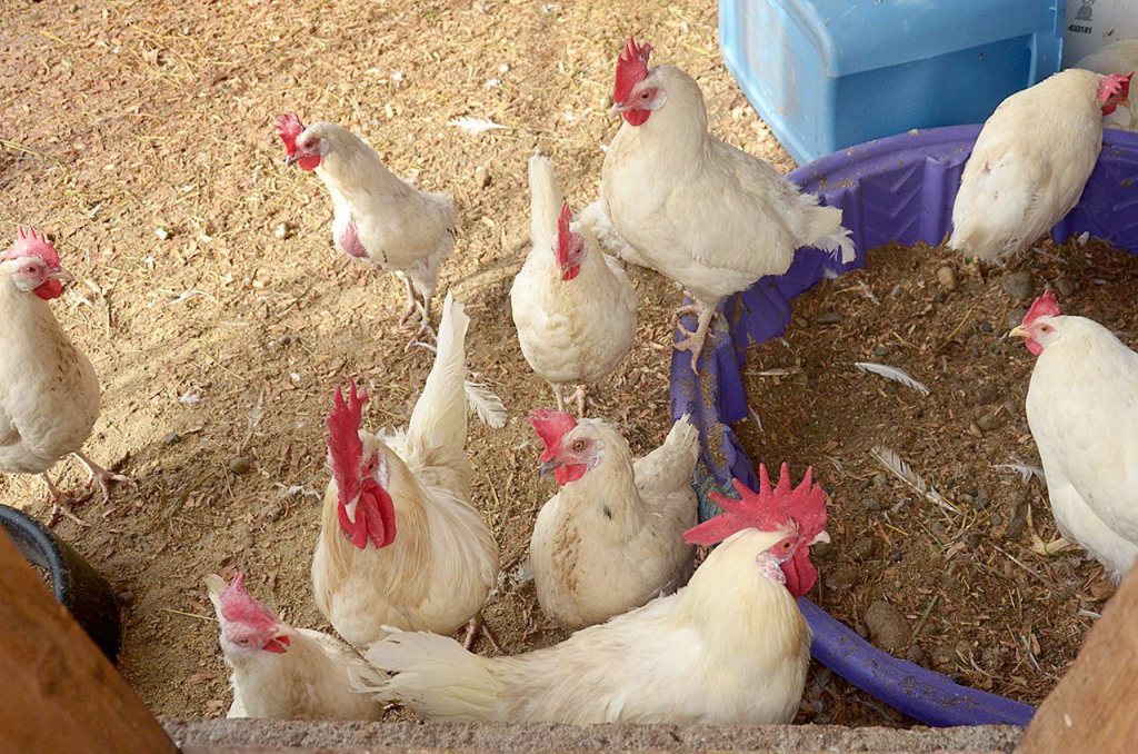 Chickens rescued from Gardiner will not recover entirely from their injuries, but all are happy, healthy and very friendly, according to Center Valley Animal Rescue. (Cydney McFarland/Peninsula Daily News)