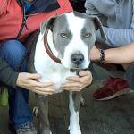 Miley’s back home: Dog found after she went missing from wreck near Brinnon