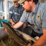 Matt Corsi, right, and Brian Knoth, left, both fisheries biologists with the Idaho Department of Fish and Game, examine a steelhead lifted from the data recording tank in September 2014 at the Lower Granite Dam fish facility on the Snake River in Washington state. (Dean Hare/The Moscow-Pullman Daily News via AP)