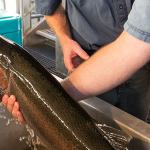 Judge’s order revives movement to remove Snake River dams