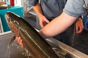 Judge’s order revives movement to remove Snake River dams