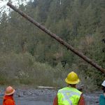 Jamestown S’Klallam Tribe builds logjams for salmon habitat