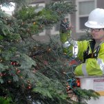 Keith Thorpe/Peninsula Daily News Port Angeles Parks Department employee Eli Hammel strings lights on the community Christmas tree at the Conrad Dyar Memorial Fountain in downtown Port Angeles on Tuesday. Nearly 12,000 lights will adorn the finished tree, which will be lit during a ceremony on Saturday night on Laurel Street across from the fountain plaza.                                Port Angeles Parks Department employee Eli Hammel strings lights on the community Christmas tree at the Conrad Dyar Memorial Fountain in downtown Port Angeles on Tuesday. Nearly 12,000 lights will adorn the finished tree, which will be lit during a ceremony Saturday night on Laurel Street across from the fountain plaza. (Keith Thorpe/Peninsula Daily News)