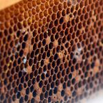 Sequim Bee Farm hives vandalized; no leads so far