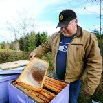 Buddy Depew, co-owner of Sequim Bee Farm, goes through his hives after someone poisoned about 20 of his hives. (Jesse Major/Peninsula Daily News)