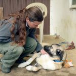 Sara Penhallegon, director of Center Valley Animal Rescue, pets one of the shelter&rsquo;s adoptable Anatolian shepherds. (Cydney McFarland/Peninsula Daily News)