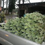 Lazy J Tree Farm owner Steve Johnson, left, measures a Nordmann fir tree cut by Mike Deese of Port Angeles on Saturday on the farm east of Port Angeles. (Keith Thorpe/Peninsula Daily News)