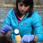 Dr. Kellie Carim collects DNA to be brought to the National Genomics Center for Wildlife and Fish Conservation to look for both threatened bull trout and detect if invasive brook trout are present in the stream on Rattlesnake Creek, Missoula, Mont., in 2014. (Michael K. Schwartz/U.S. Forest Service via AP)
