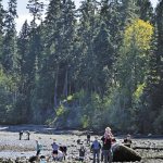 People take advantage of good weather and a low tide to harvest shellfish at Sequim Bay State Park in April. (Laura Lofgren/Peninsula Daily News)