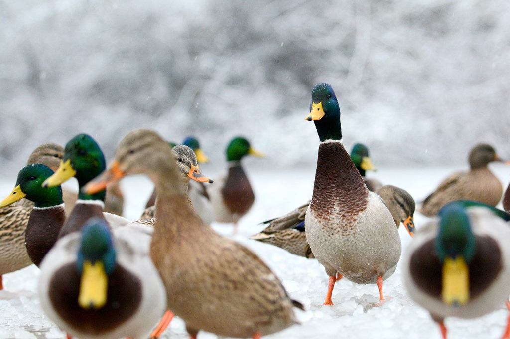 Ducks walk on the frozen pond at Lincoln Park in Port Angeles on Monday morning. (Jesse Major/Peninsula Daily News)