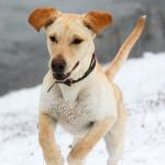 Cold to stick around on Peninsula