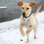 Lola, a 9-month-old puppy, runs through the snow at Lincoln Park in Port Angeles on Monday morning. (Jesse Major/Peninsula Daily News)