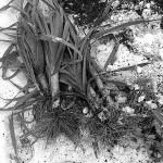 Leeks were recently picked from the snow-covered ground in Betsy Wharton&rsquo;s garden. (Betsy Wharton/for Peninsula Daily News)