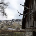 Antlers hang above a doorway of a pioneer building near Dayville, Ore., earlier this month. Sixty-six percent of the county&rsquo;s 4,529 square miles of forests, mountains and high desert are federal lands, which sometimes puts locals in opposition with federal land managers. (Andrew Selsky/Associated Press)