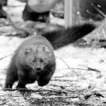 Elaine Thompson/The Associated Press                                A Pacific fisher takes off running after being released into a forest at Mount Rainier National Park.