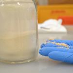 This wood flour is fine dust from wood processing that chemists modified to attract oil, repel water and prevent freezing so it can more effectively help burn oil in icy conditions. (Matthew Nash/Olympic Peninsula News Group)