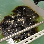 Inside a freezer laboratory at Pacific Northwest National Laboratory, scientists examine a wood product that draws oil slick together in icy conditions for more efficient burns for oil spill situations. (Matthew Nash/Olympic Peninsula News Group)