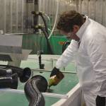Scientist Robert Jeters places crude oil in the freezer laboratory prior to shaking aggregator wood product over the top that helps bring the oil together for a more efficient burn. (Matthew Nash/Olympic Peninsula News Group)