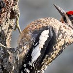 Red-naped Sapsucker &mdash; Sally Harris