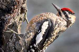 Red-naped Sapsucker &mdash; Sally Harris