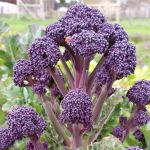 Organic Seed Alliance, farmers work together to identify effective winter crops