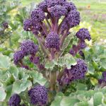 Purple broccoli is just one of a few of the crops being tested by the Organic Seed Alliance and local farmers to expand the Northwest growing season in the winter. (Organic Seed Alliance)
