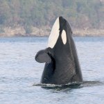 An orca whale designated J2 pokes her head upward while swimming in the Salish Sea near the San Juan Islands in February 2007. (Traci Walters/The Center for Whale Research via AP)