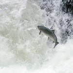 A coho salmon leaps upstream against the current of the Sol Duc River in Olympic National Park near the Salmon Cascades park exhibit area. (Peninsula Daily News)