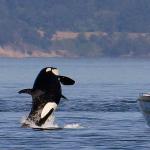 Orca protection zone proposed off San Juan Island