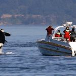 An orca leaps out of the water near a whale watching boat in the Salish Sea near the San Juan Islands on July 31, 2015. (Elaine Thompson/The Associated Press)