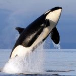 A female orca leaps from the water in Puget Sound west of Seattle on Jan. 18, 2014, as seen from a federal research vessel that had been tracking the animal. (Elaine Thompson/The Associated Press)