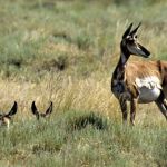 A pronghorn antelope doe keeps watch as two fawns peer out from tall grass in the heart of southeastern Oregon&rsquo;s Hart Mountain National Antelope Refuge near Adel, Ore. (Don Ryan/The Associated Press)