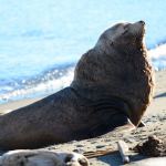 Feiro Marine Life Center is asking the public to stay away from this sea lion near the Nippon paper mill in Port Angeles. This photo was taken from a distance with a telephoto lens. (Jesse Major/Peninsula Daily News)