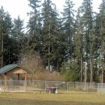 Trees on the west side of the dog park at Lincoln Park in Port Angeles are slated for removal to clear the approach to nearby William R. Fairchild International Airport. (Keith Thorpe/Peninsula Daily News)